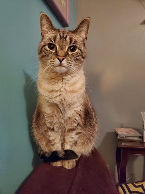 GATSBY *IN FOSTER* - Siamese available for adoption