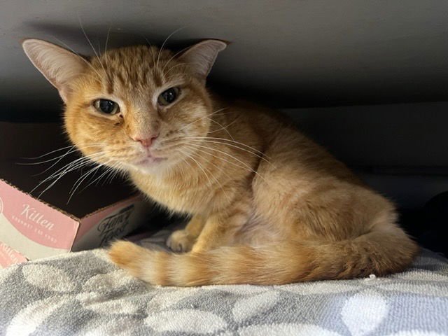 TAWNY - Domestic Short Hair available for adoption