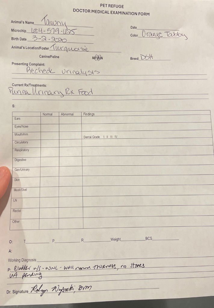 TAWNY - Domestic Short Hair available for adoption