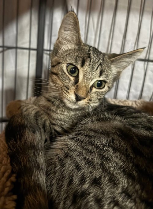CATELOPE *IN FOSTER* - Domestic Short Hair available for adoption