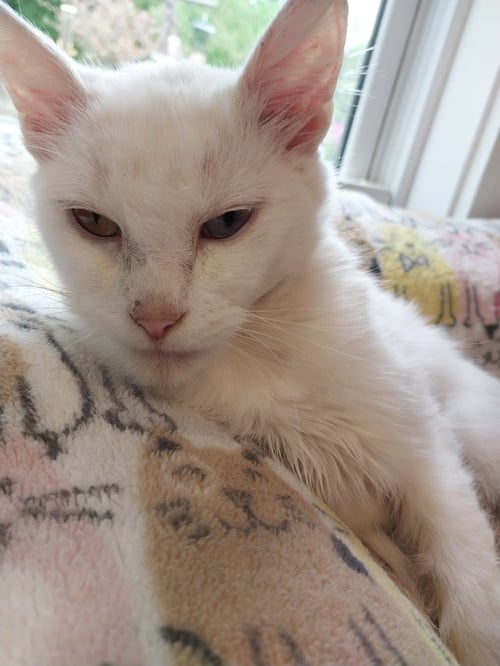 MOON FLOWER * IN FOSTER * - Domestic Medium Hair for adoption in South Bend