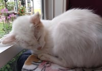 Moon Flower * IN FOSTER * - Photo 2