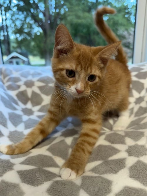 BERT * IN FOSTER * - Domestic Short Hair available for adoption