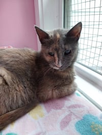 Neptune * IN FOSTER * - Photo 2