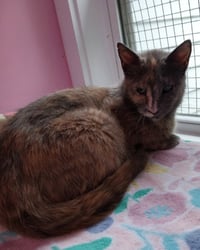 Neptune * IN FOSTER * - Photo 1