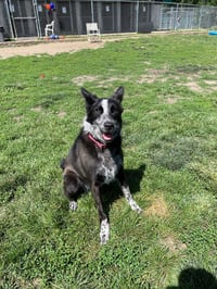 Abby- for sponsorship only - Photo 1