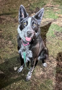 Abby- for sponsorship only - Photo 3