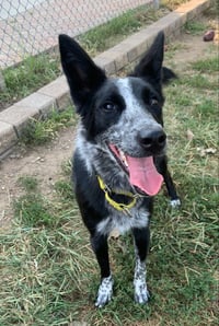 Abby- for sponsorship only - Photo 4
