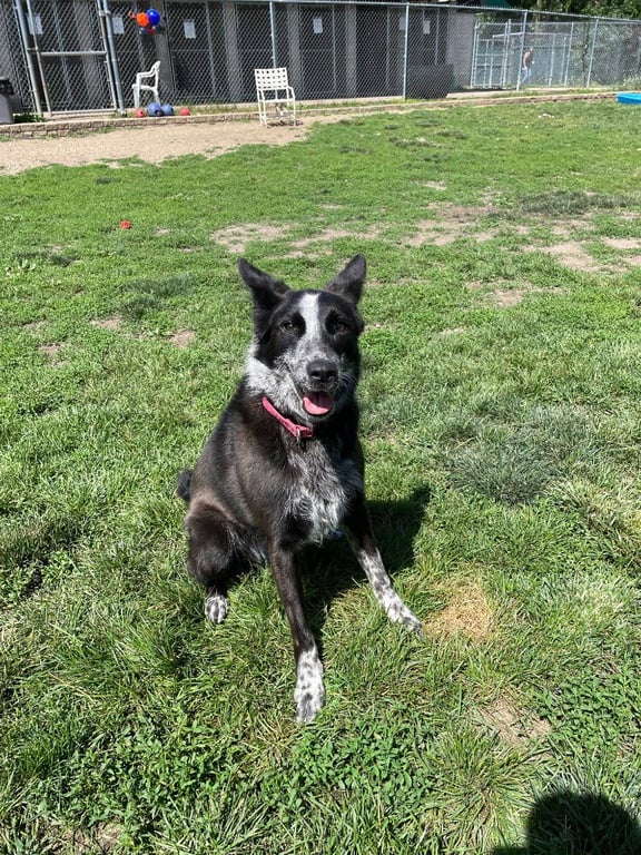 Abby- for sponsorship only Image
