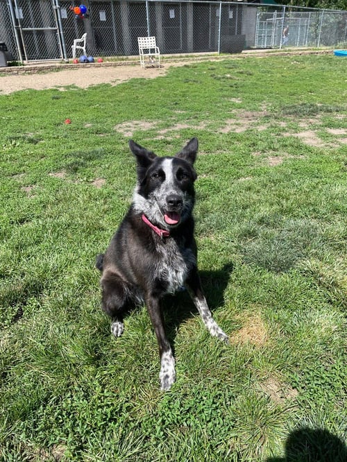 ABBY- FOR SPONSORSHIP ONLY - Australian Shepherd / Australian Cattle Dog/Blue Heeler available for adoption