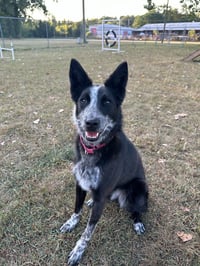 Abby- for sponsorship only - Photo 2