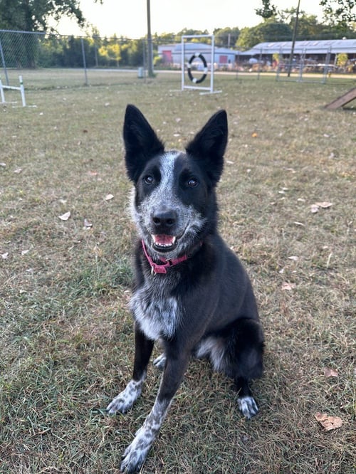 ABBY- FOR SPONSORSHIP ONLY - Australian Shepherd / Australian Cattle Dog/Blue Heeler available for adoption