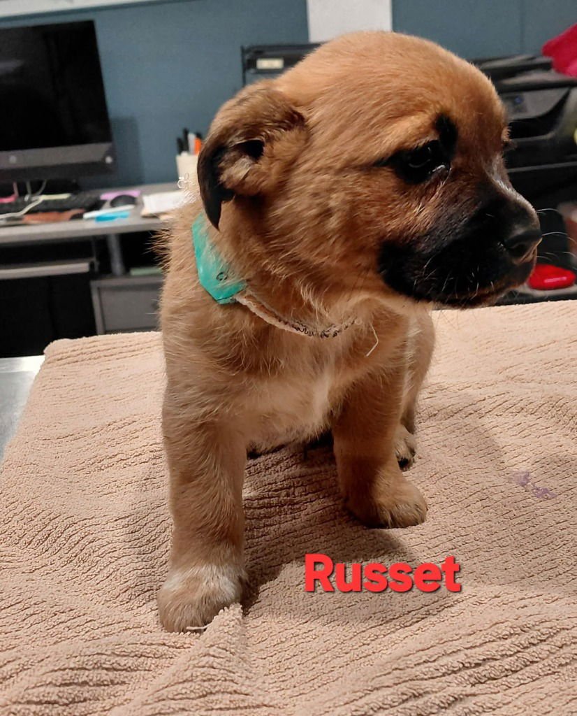 RUSSET-IN A FOSTER HOME - Cattle Dog / Terrier available for adoption