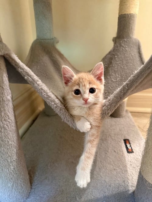 APPLESAUCE * IN FOSTER * - Domestic Short Hair available for adoption