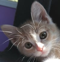 Applesauce * IN FOSTER * - Photo 4