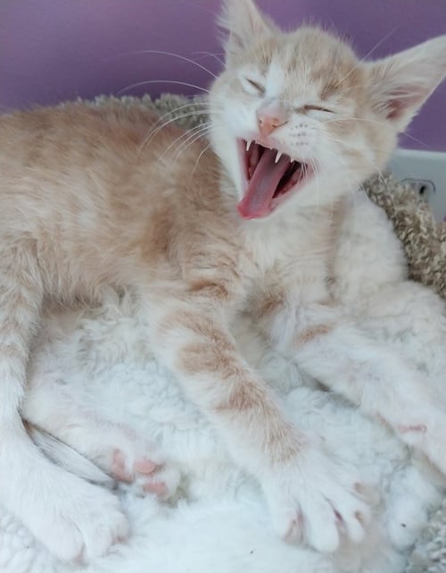 APPLESAUCE * IN FOSTER * - Domestic Short Hair available for adoption