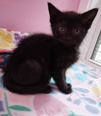 Eclipse * IN FOSTER * - Photo 2