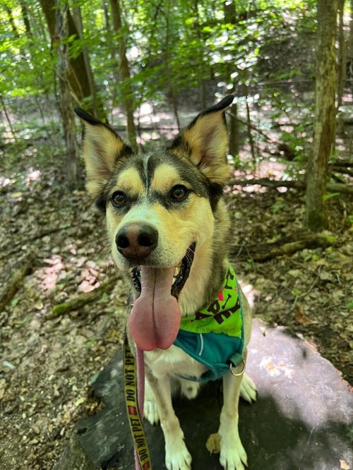 TRIP - Husky / Terrier available for adoption