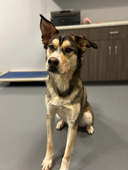 TRIP - Husky / Terrier available for adoption