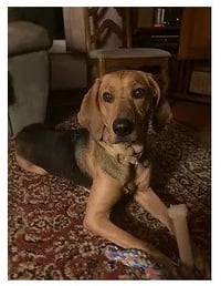 Carlie-In a Foster Home - Photo 4