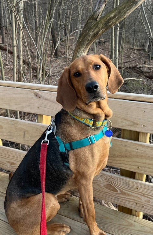 Carlie-In a Foster Home Image