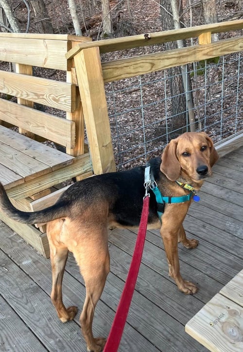 CARLIE-IN A FOSTER HOME - Plott Hound available for adoption