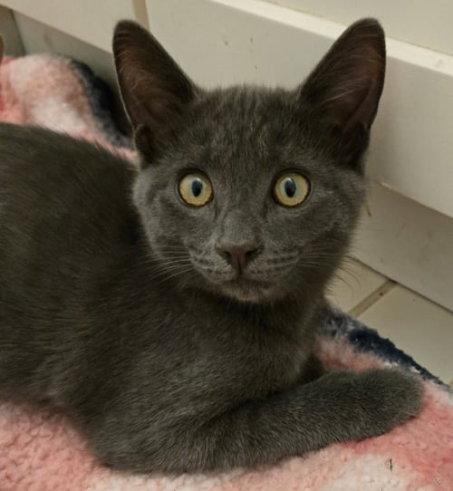 MORITZ - Domestic Short Hair available for adoption