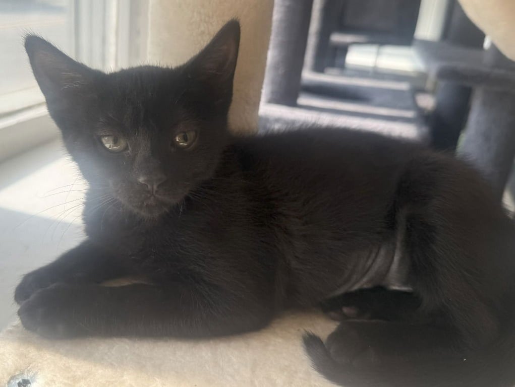 Fig *IN FOSTER* Image