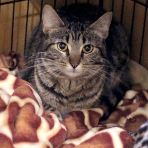MISHKA - Domestic Short Hair available for adoption