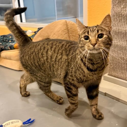 MISHKA - Domestic Short Hair available for adoption