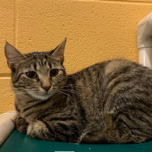 MISHKA - Domestic Short Hair available for adoption