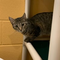 Mishka - Photo 4