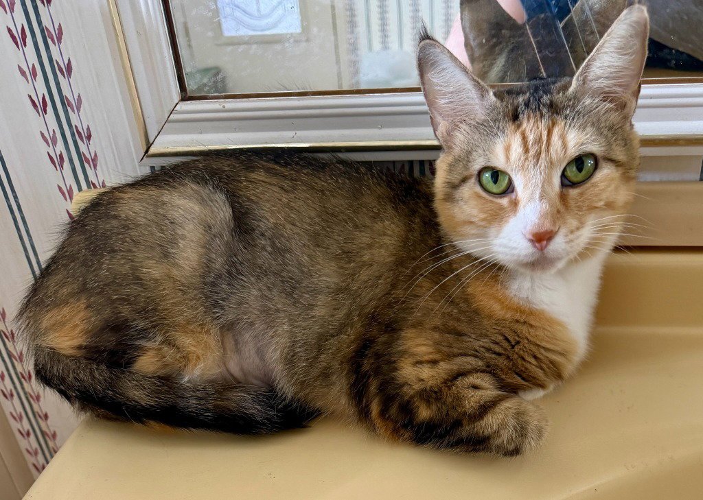 Juliette *IN FOSTER* Image