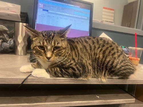 BLAIR *IN FOSTER* - Domestic Short Hair available for adoption