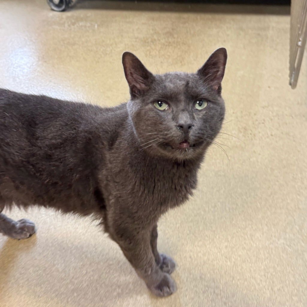 ASHTON (WAS ASH) - Domestic Short Hair for adoption in South Bend