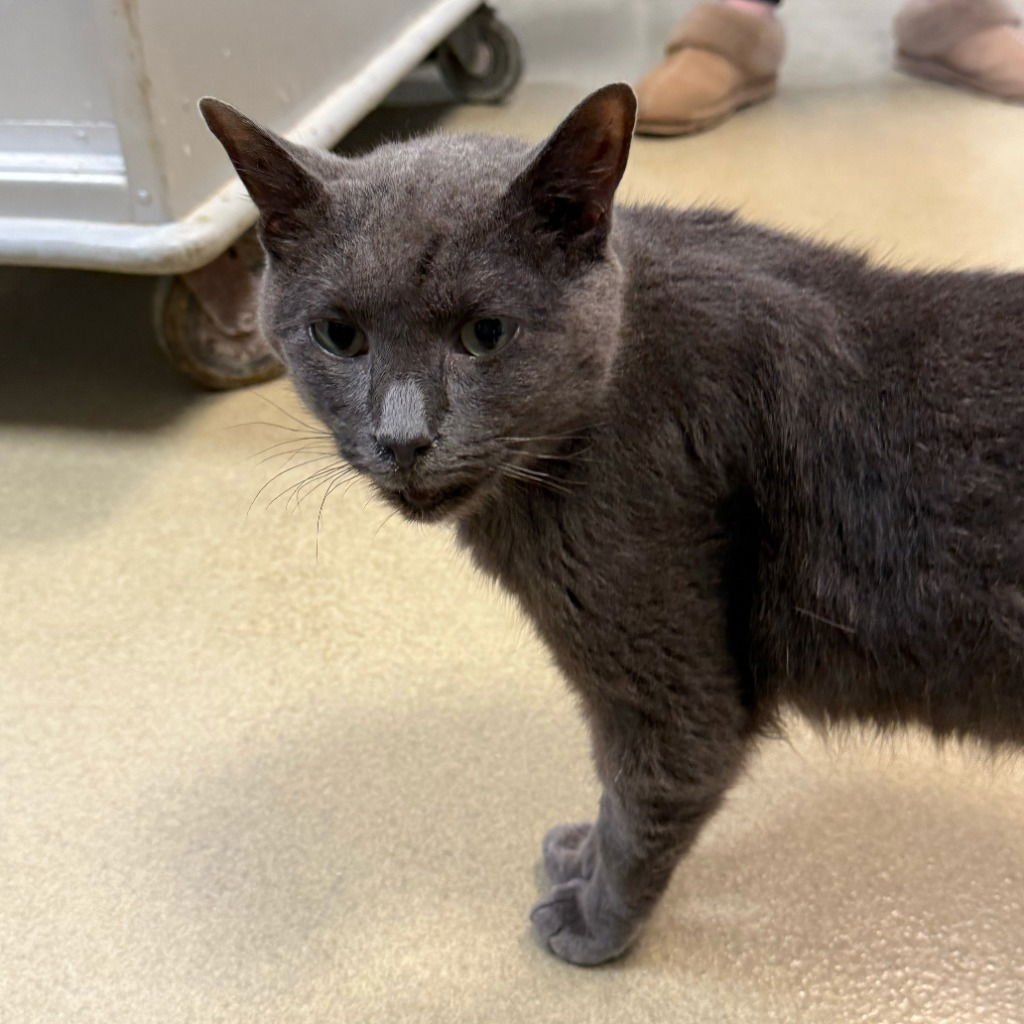 ASHTON (WAS ASH) - Domestic Short Hair available for adoption