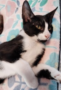 Pocahontas * IN FOSTER * - Photo 1
