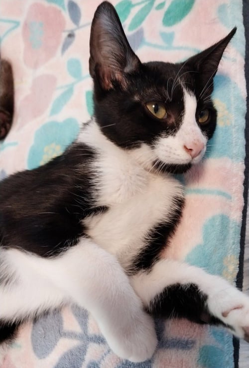POCAHONTAS * IN FOSTER * - Domestic Short Hair available for adoption