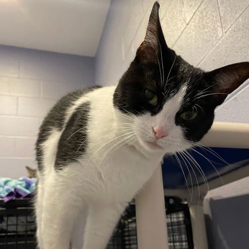 OREO - Domestic Short Hair available for adoption