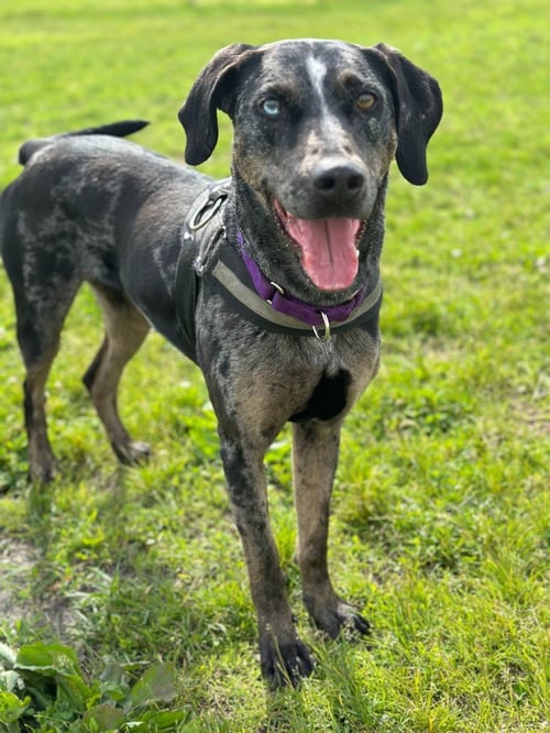 BJORK - Catahoula Leopard Dog available for adoption