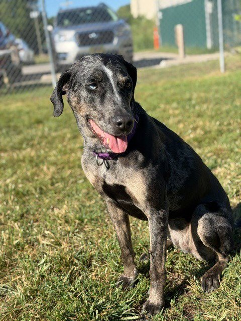 BJORK - Catahoula Leopard Dog available for adoption