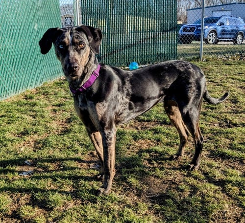 BJORK - Catahoula Leopard Dog available for adoption
