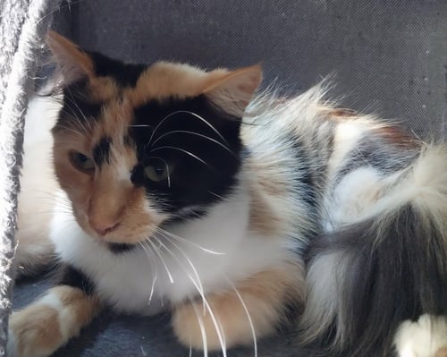 CALISTA * IN FOSTER *