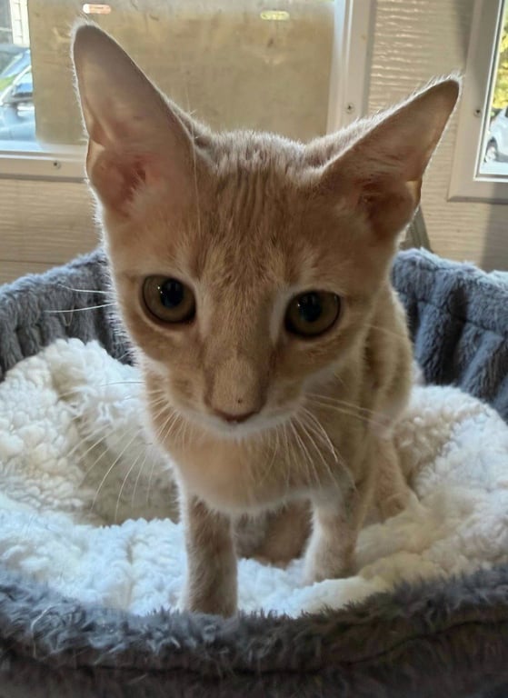 Sampson * IN FOSTER * Image