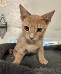 Sampson * IN FOSTER * - Photo 2