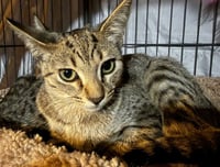 Clawberry *IN FOSTER* - Photo 1