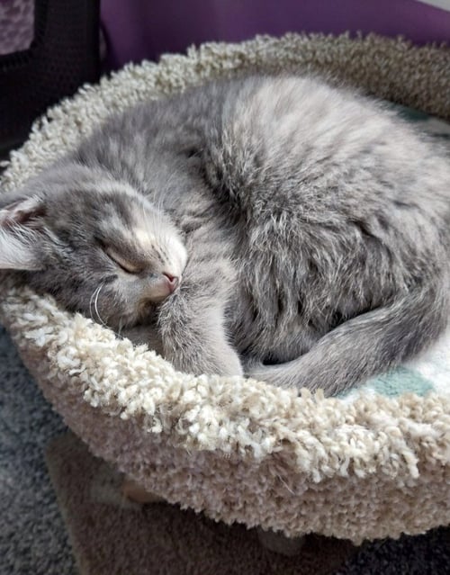 LOVEBUG * IN FOSTER * - Domestic Short Hair available for adoption