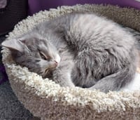 Lovebug * IN FOSTER * - Photo 4