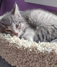 Lovebug * IN FOSTER * - Photo 3