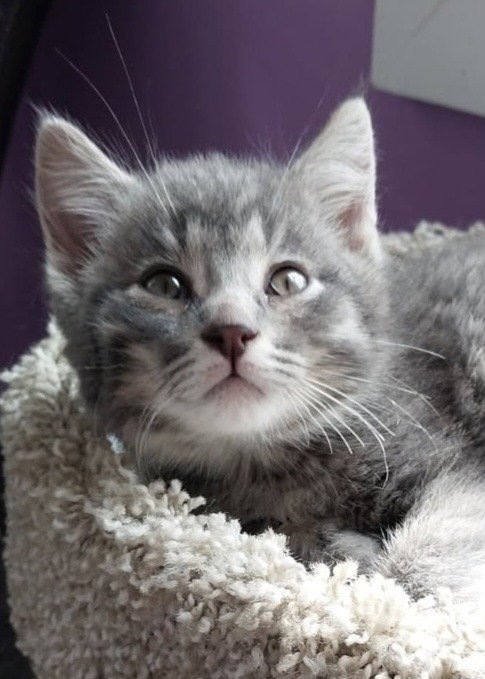 LOVEBUG * IN FOSTER * - Domestic Short Hair available for adoption